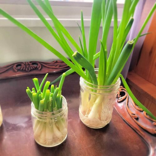 Easy Way to Regrow Green Onions from Scraps - Daily Yum